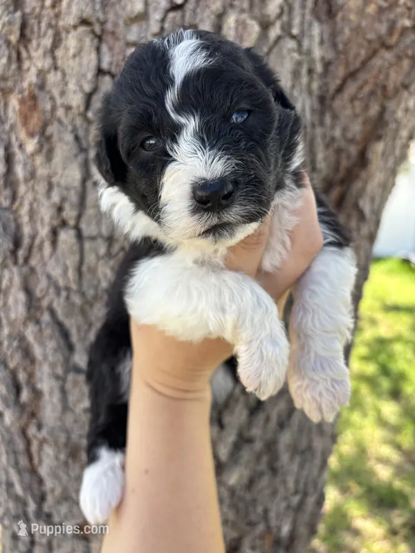 Puffin – Aussiedoodle, Miniature Aussiedoodle puppy for sale in Brooksville, FL