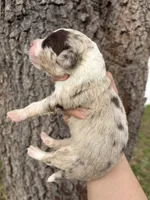 Patch, a female Aussiedoodle and Miniature Aussiedoodle for sale in Brooksville, FL – 5 of 6