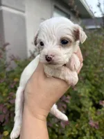 Gaston, a male Miniature Aussiedoodle for sale in Brooksville, FL – 5 of 9