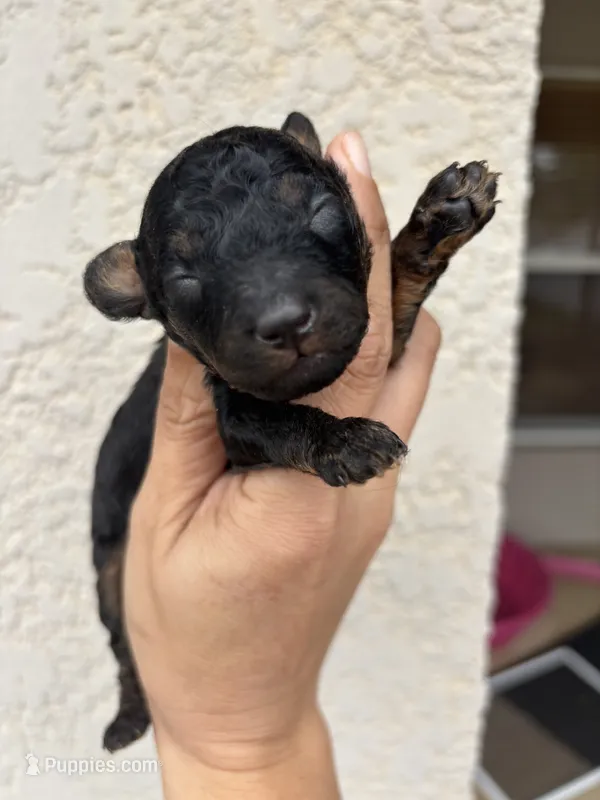 Snickers – Poodle - Toy , Miniature Aussiedoodle puppy for sale in Brooksville, FL