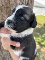 Lucky- Blue eyes, a female Aussiedoodle and Miniature Aussiedoodle for sale in Brooksville, FL – 4 of 4