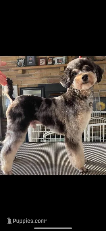 Merlin – Miniature Aussiedoodle puppy for sale in Brooksville, FL