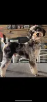 Merlin, a male Miniature Aussiedoodle for sale in Brooksville, FL – 1 of 3