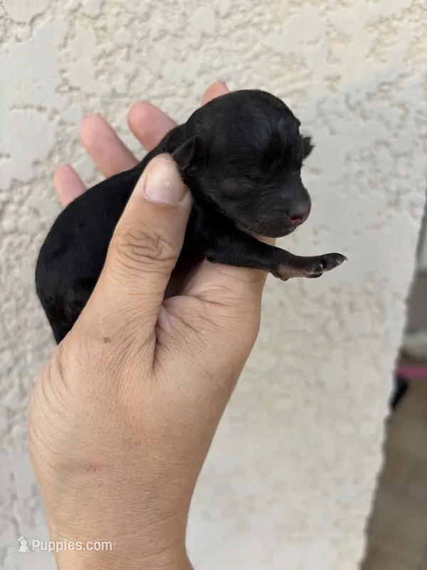 Twix, a male Australian Shepherd and Poodle - Toy  for sale in Brooksville, FL – 1 of 4