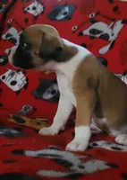 Jimmy, a male Boxer for sale in Franklin, AR – 3 of 6