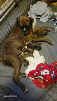Jimmy, a male Boxer for sale in Franklin, AR – 6 of 6