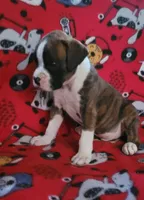 Diamond, a female Boxer for sale in Franklin, AR – 7 of 8