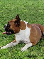 Oakley, a female Boxer for sale in Franklin, AR – 3 of 3