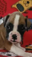 Jimmy, a male Boxer for sale in Franklin, AR – 1 of 6