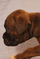 Jesse, a male Boxer for sale in Franklin, AR – 2 of 4