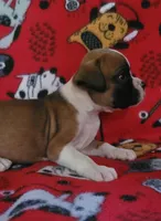 Jimmy, a male Boxer for sale in Franklin, AR – 4 of 6