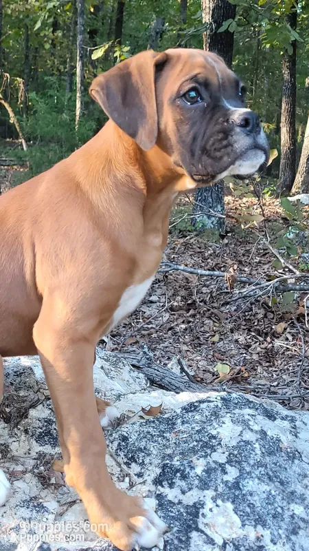 Johnny – Boxer puppy for sale in Franklin, AR