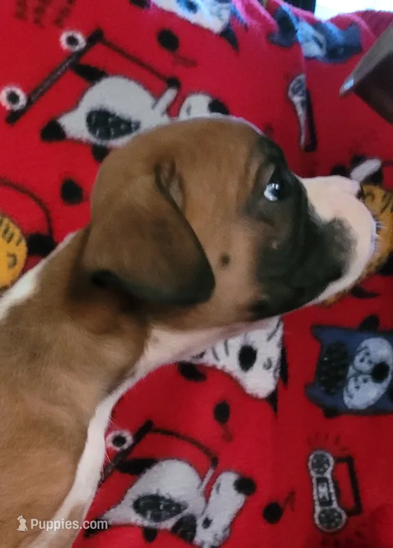 Jerry – Boxer puppy for sale in Franklin, AR