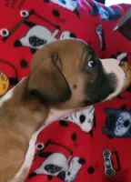 Jerry, a male Boxer for sale in Franklin, AR – 1 of 6