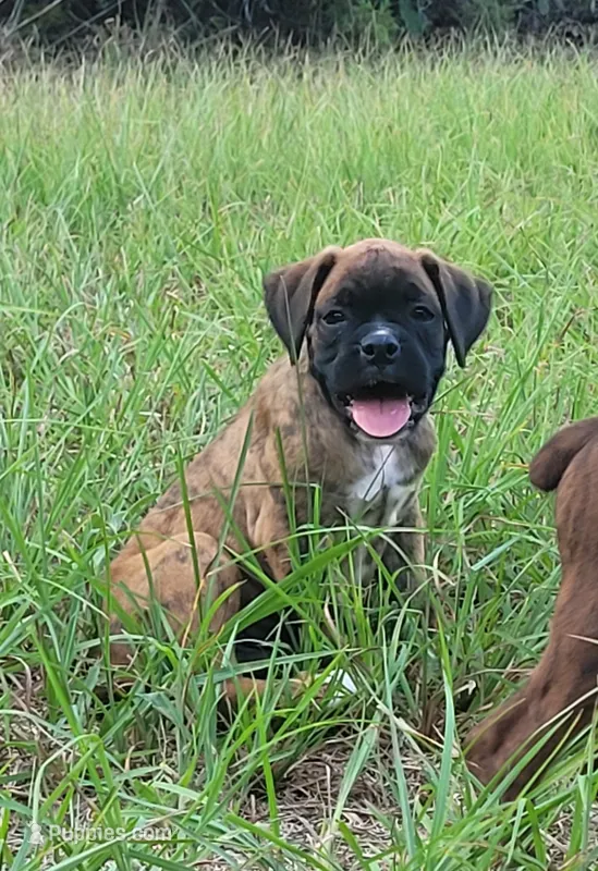 Billy – Boxer puppy for sale in Franklin, AR