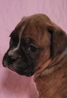 Jane, a female Boxer for sale in Franklin, AR – 1 of 4