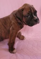 Jane, a female Boxer for sale in Franklin, AR – 3 of 4