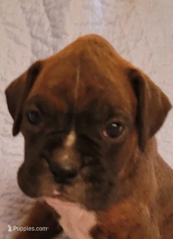 Jesse – Boxer puppy for sale in Franklin, AR