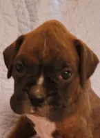 Jesse, a male Boxer for sale in Franklin, AR – 1 of 4