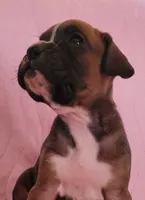 Annie, a female Boxer for sale in Franklin, AR – 3 of 5