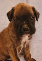 Billy, a male Boxer for sale in Franklin, AR – 3 of 5