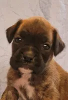 Billy, a male Boxer for sale in Franklin, AR – 4 of 5