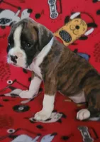 Diamond, a female Boxer for sale in Franklin, AR – 5 of 8