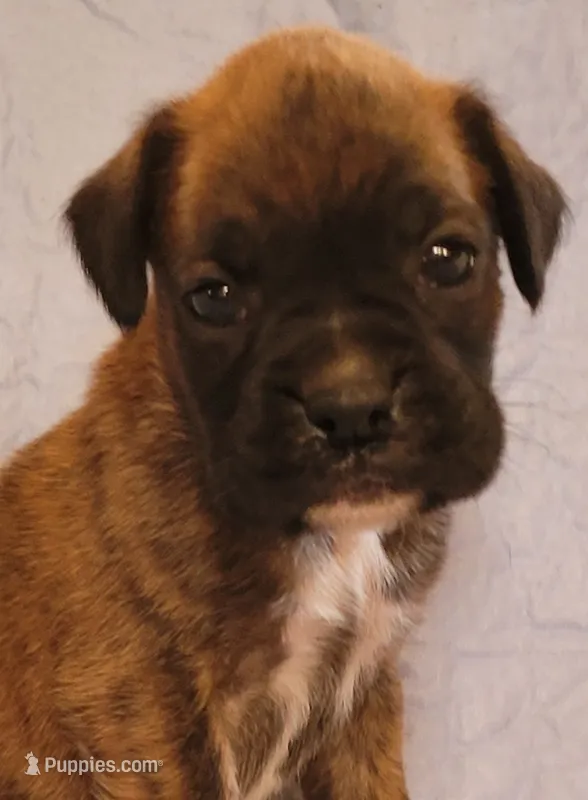 Billy – Boxer puppy for sale in Franklin, AR