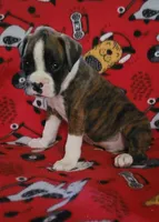 Diamond, a female Boxer for sale in Franklin, AR – 4 of 8