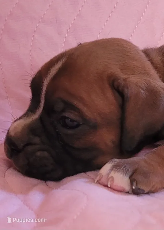 Annie – Boxer puppy for sale in Franklin, AR
