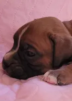 Annie, a female Boxer for sale in Franklin, AR – 1 of 5