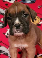 Johnny, a male Boxer for sale in Franklin, AR – 2 of 7