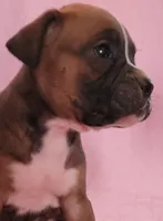 Annie, a female Boxer for sale in Franklin, AR – 2 of 5