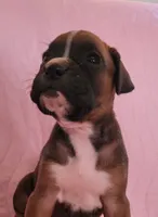 Annie, a female Boxer for sale in Franklin, AR – 4 of 5