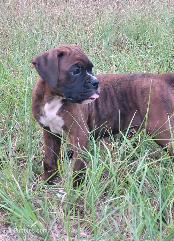 Jesse – Boxer puppy for sale in Franklin, AR