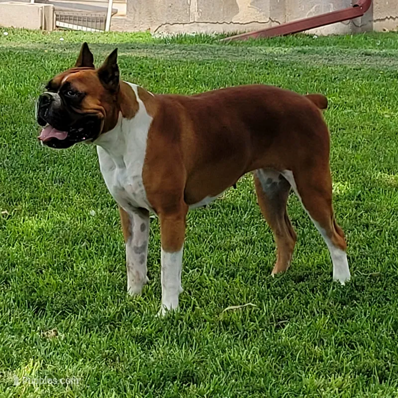 Oakley – Boxer puppy for sale in Franklin, AR