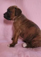 Jane, a female Boxer for sale in Franklin, AR – 4 of 4