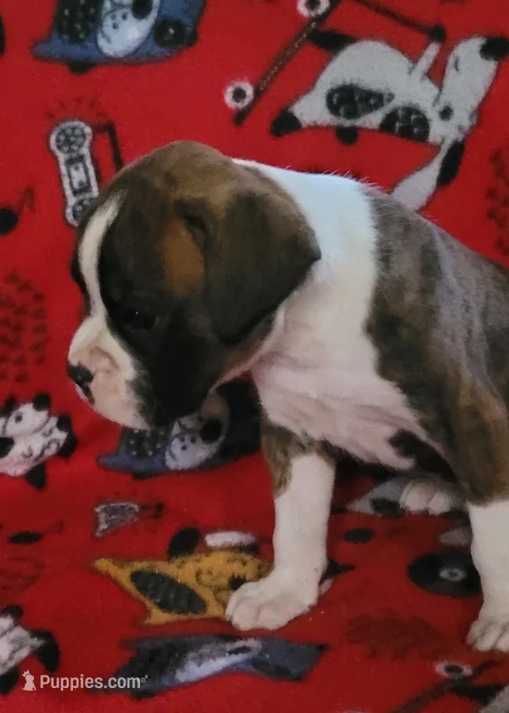 Diamond – Boxer puppy on hold in Franklin, AR
