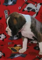 Diamond, a female Boxer for sale in Franklin, AR – 1 of 8