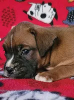 Johnny, a male Boxer for sale in Franklin, AR – 4 of 7