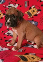 Johnny, a male Boxer for sale in Franklin, AR – 5 of 7