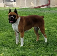 Oakley, a female Boxer for sale in Franklin, AR – 2 of 3