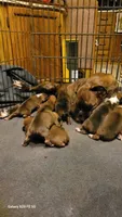 Johnny, a male Boxer for sale in Franklin, AR – 7 of 7