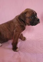 Jane, a female Boxer for sale in Franklin, AR – 2 of 4