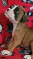 Jerry, a male Boxer for sale in Franklin, AR – 3 of 6