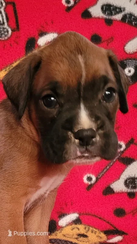 Johnny – Boxer puppy for sale in Franklin, AR