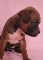 Annie, a female Boxer for sale in Franklin, AR – 5 of 5