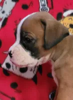 Jerry, a male Boxer for sale in Franklin, AR – 2 of 6