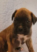 Billy, a male Boxer for sale in Franklin, AR – 5 of 5