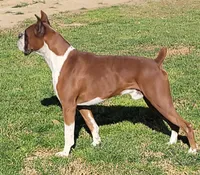 Jimmy, a male Boxer for sale in Franklin, AR – 5 of 6